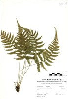 藏品(光葉凸軸蕨)的圖片